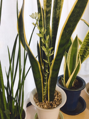 サンセベリアの花