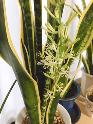 サンセベリアの花