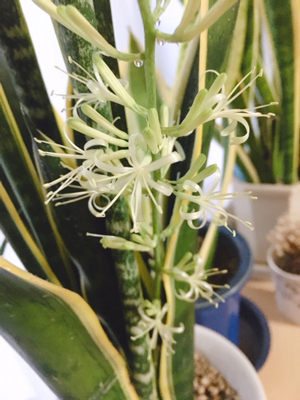 サンセベリアの花