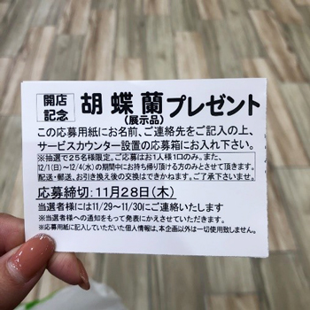 胡蝶蘭プレゼント