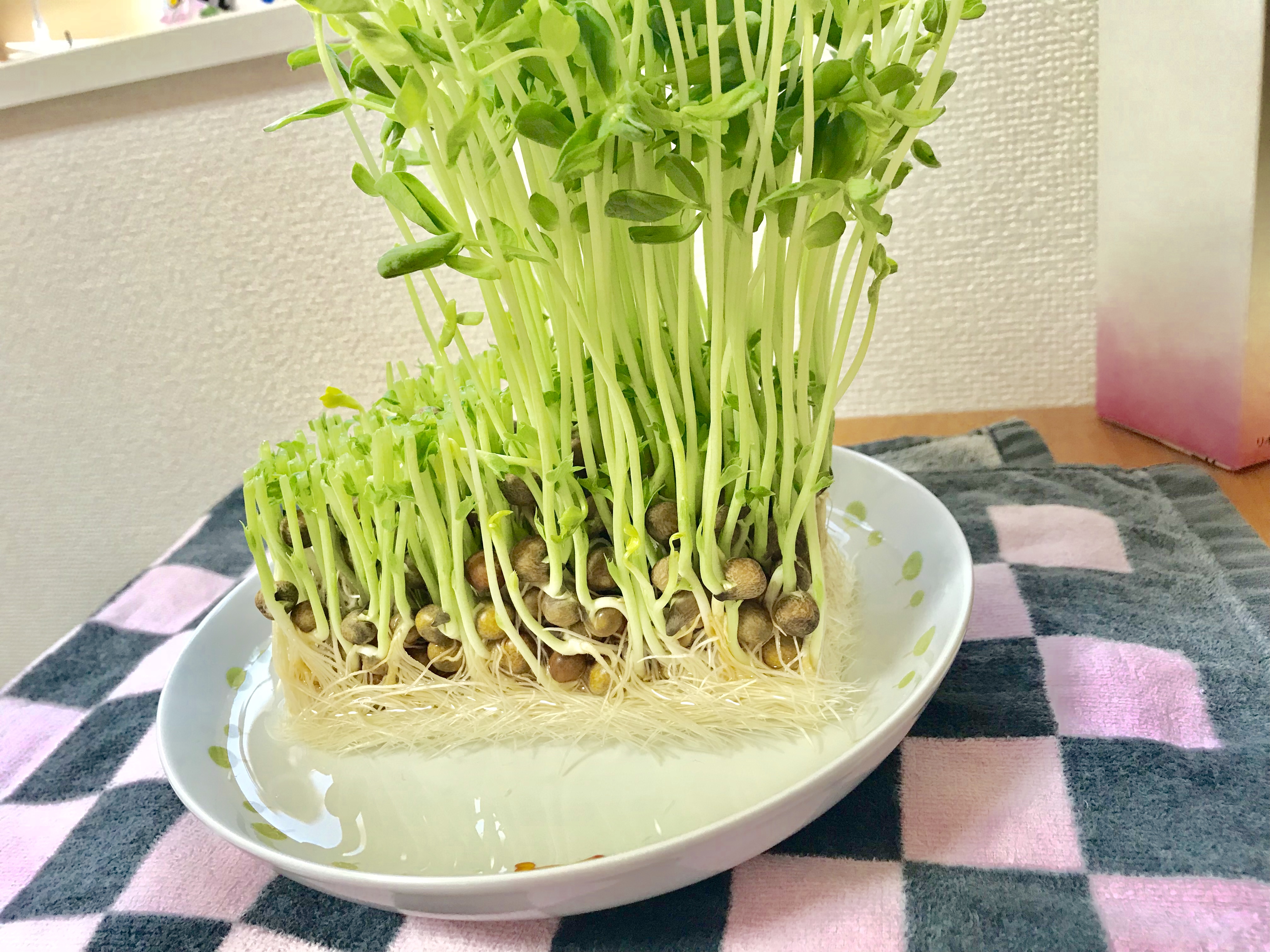 豆苗