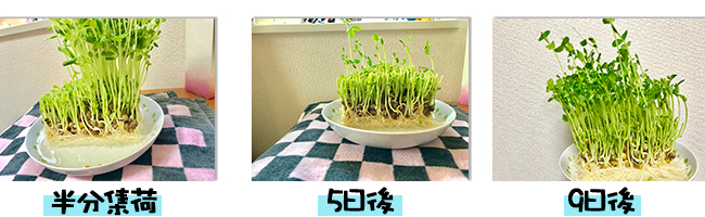 豆苗