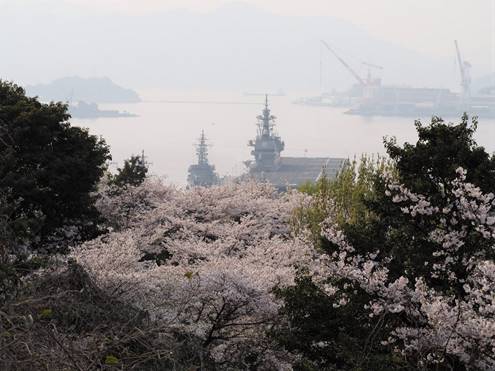 桜の写真