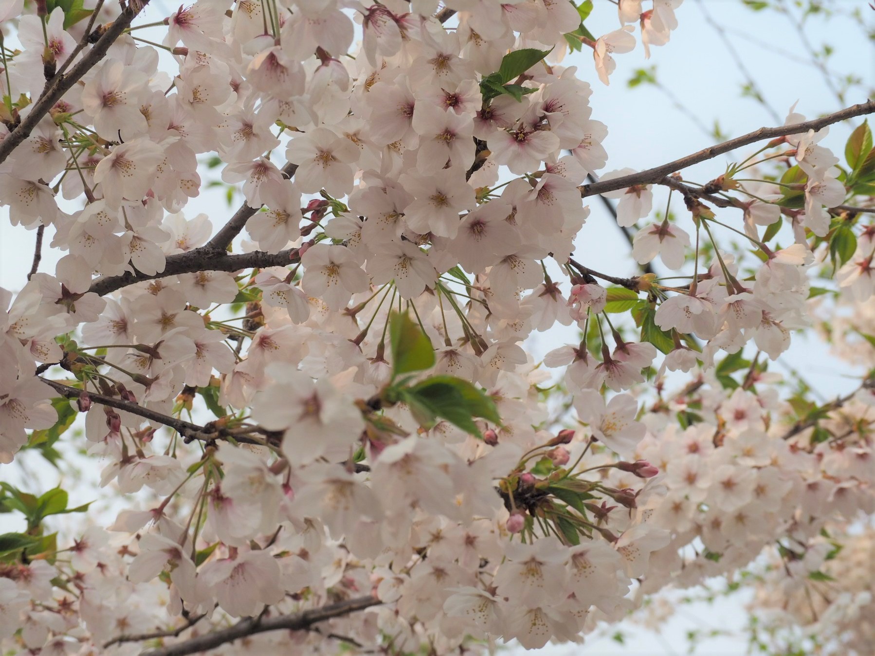 桜の写真