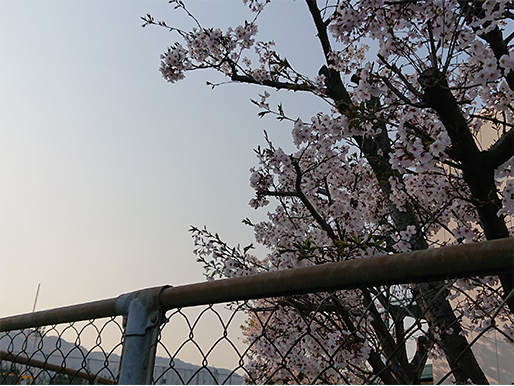 桜